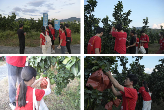 六合彩开奖
：深入走访调研 青春力量助力乡村振兴_fororder_图片8